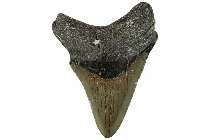 Serrated, 3.40" Fossil Megalodon Tooth - North Carolina